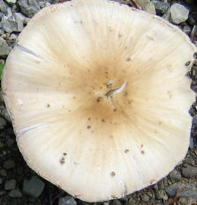 Escursione a Limestre e funghi da identificare